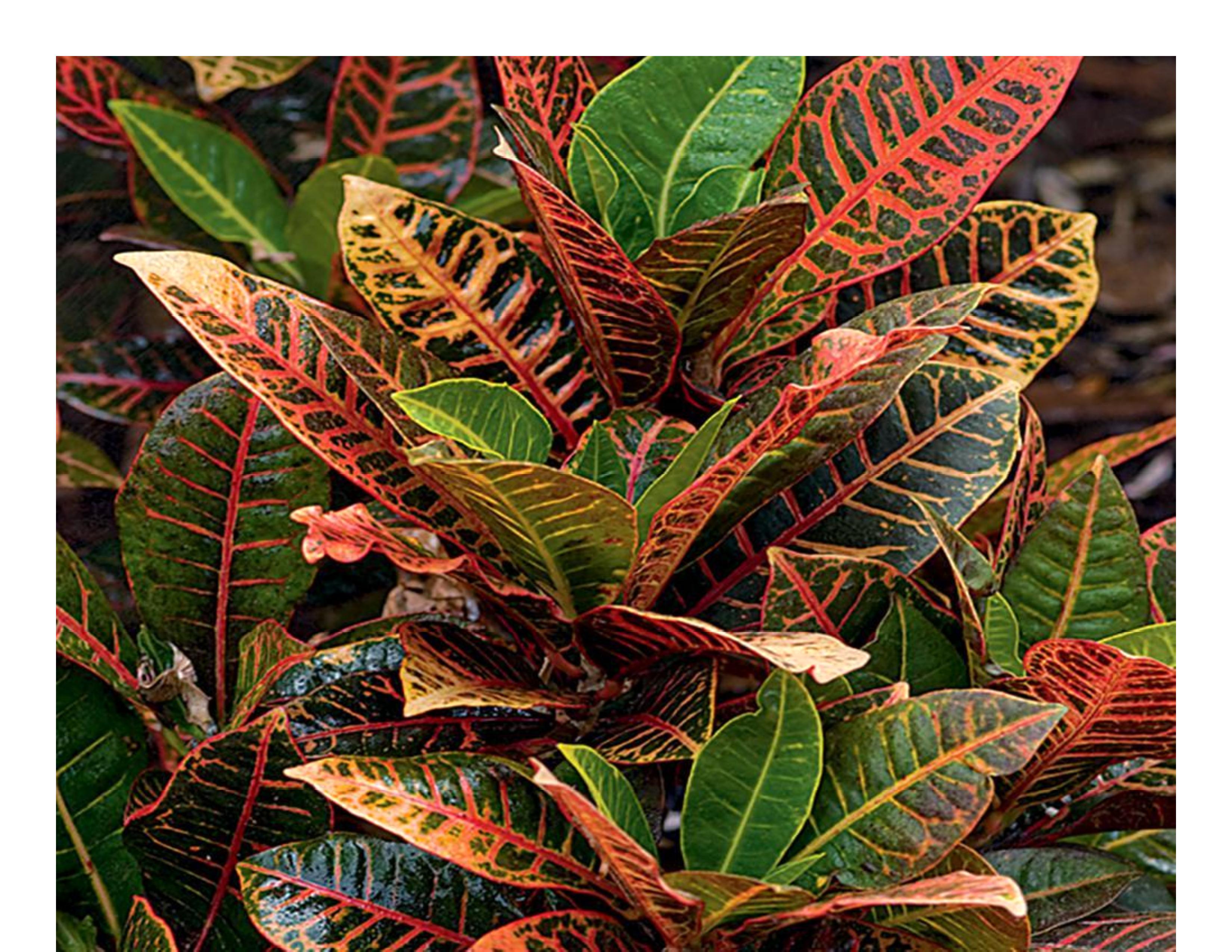 Reliable Interior Plant Service Business
